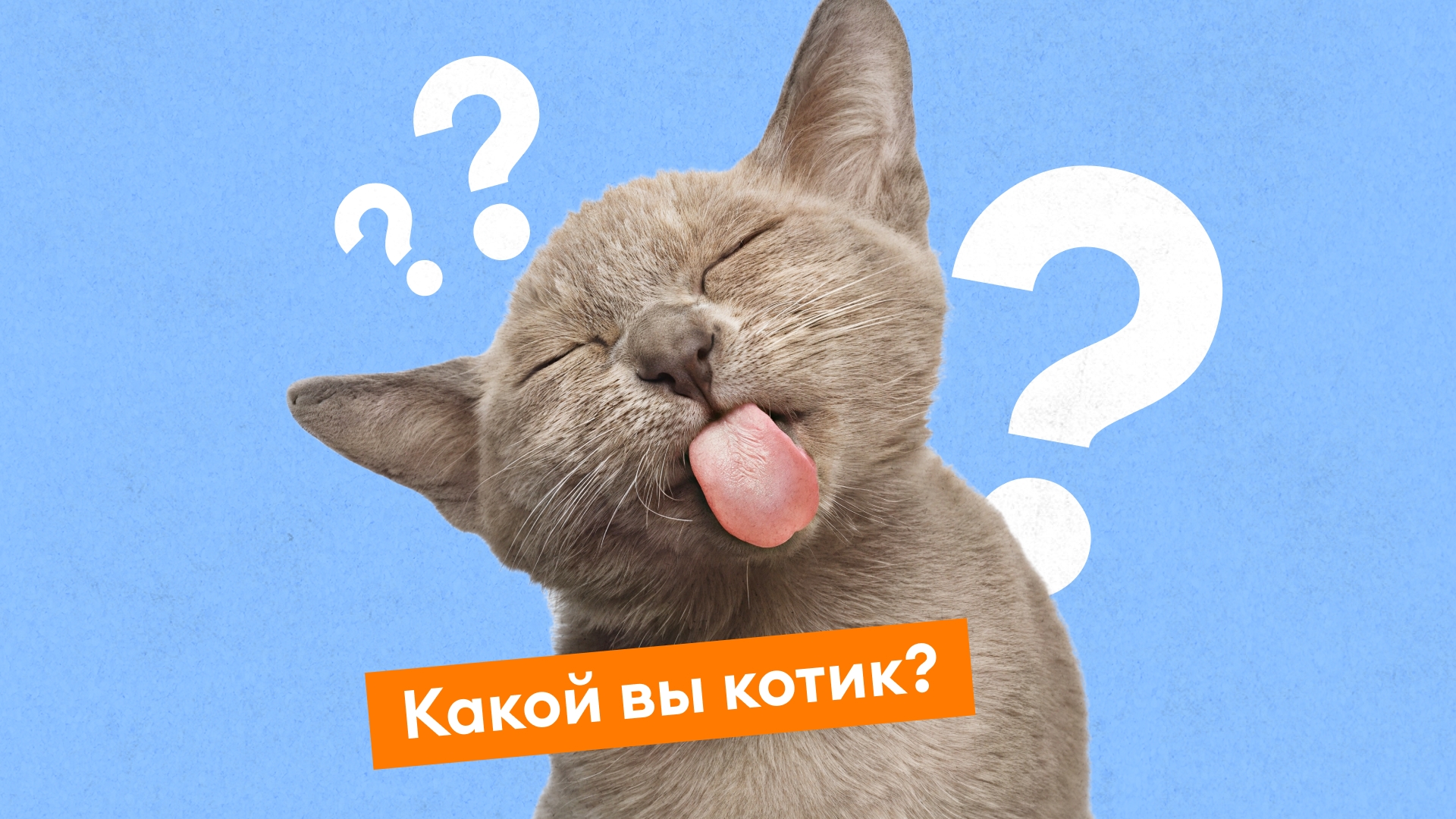 Какой вы котик? Пройдите короткий тест и узнайте результат 