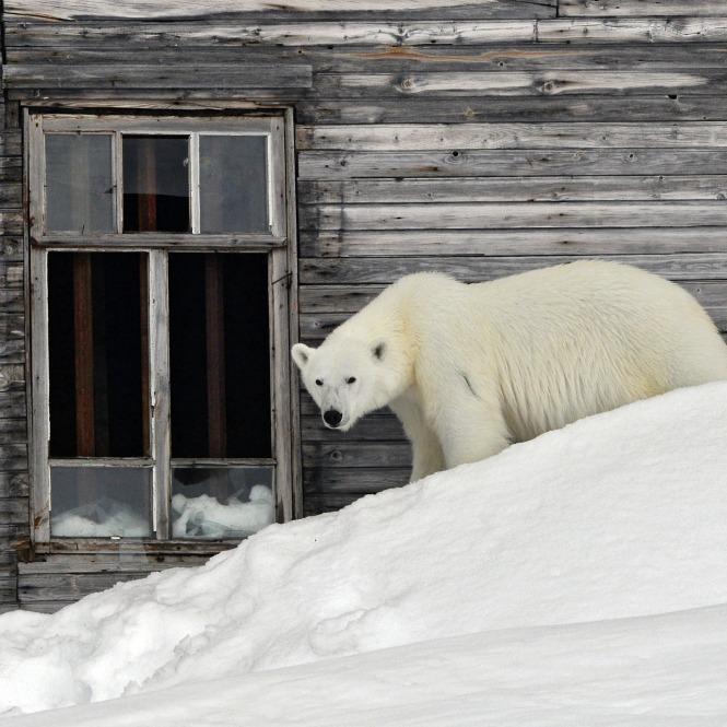 «Зеленая Арктика» приглашает волонтеров в отдаленные поселки Ямала