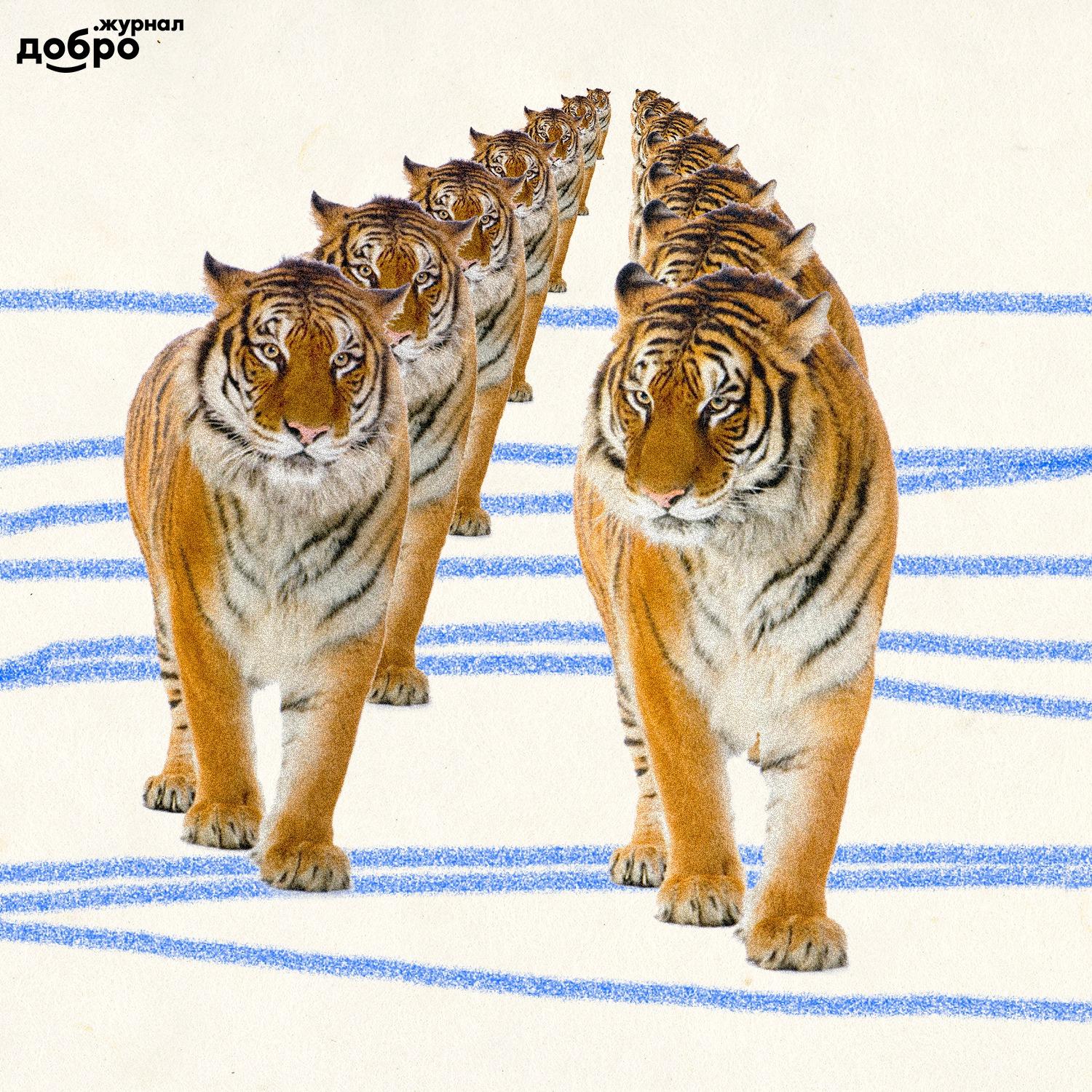В России увеличивается популяция тигров