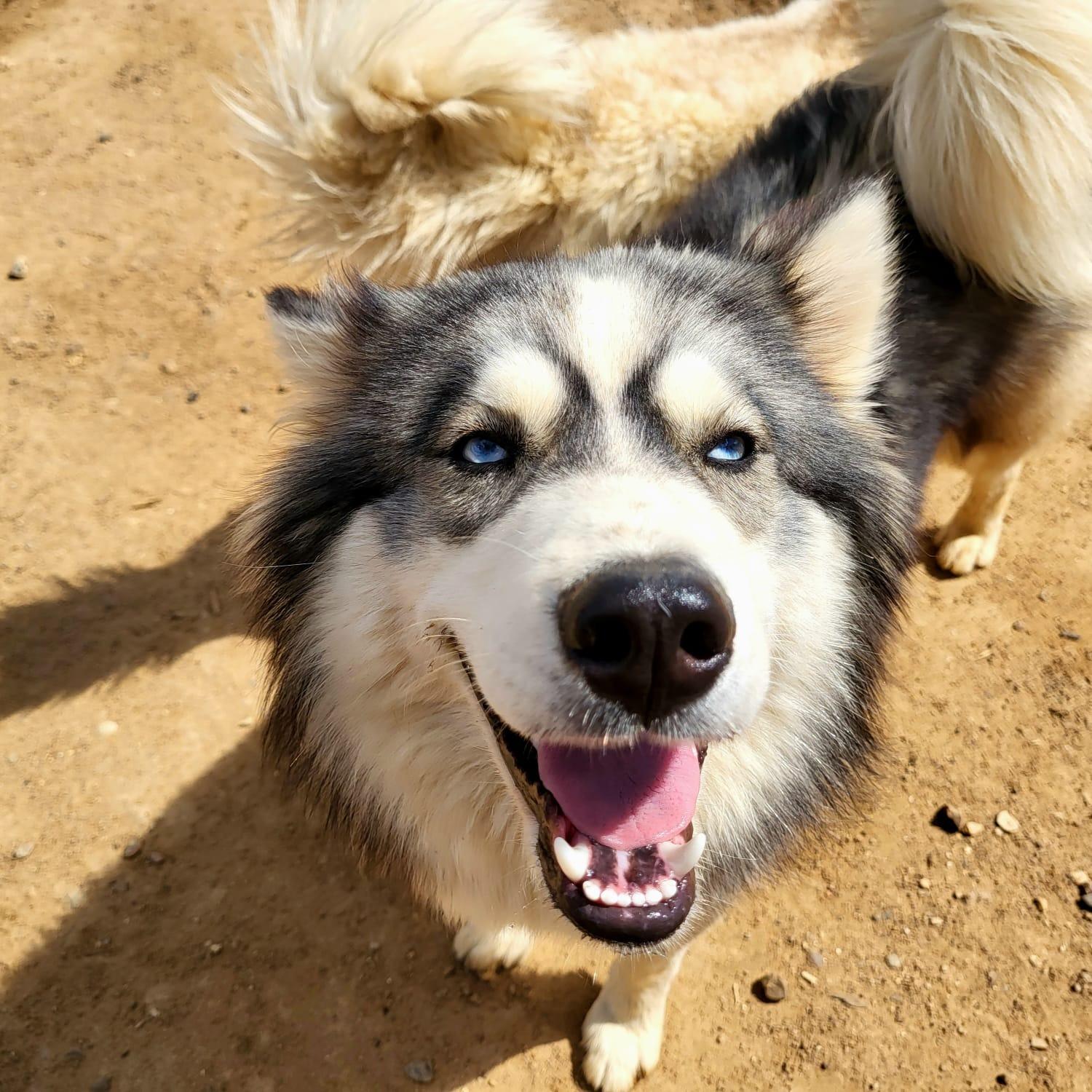 «Снежные псы»: как волонтеры проекта «Земляне» ухаживают за собаками на ферме