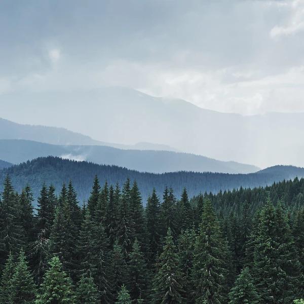 В 2022 году в Кузбассе восстановят в 45 раз больше леса, чем в 2019