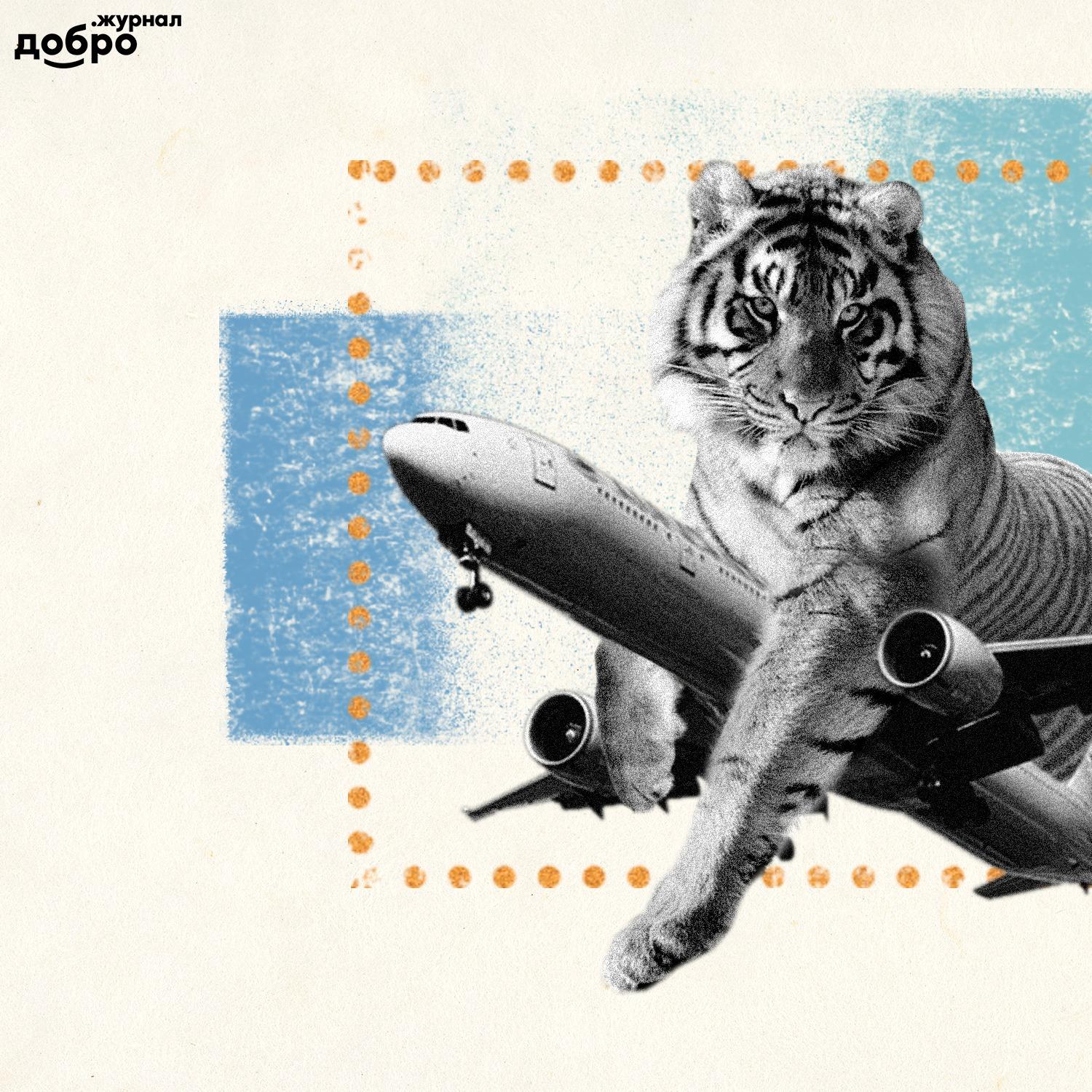 Полосатый рейс: как амурская тигрица в Москву на «Боинге» летала 