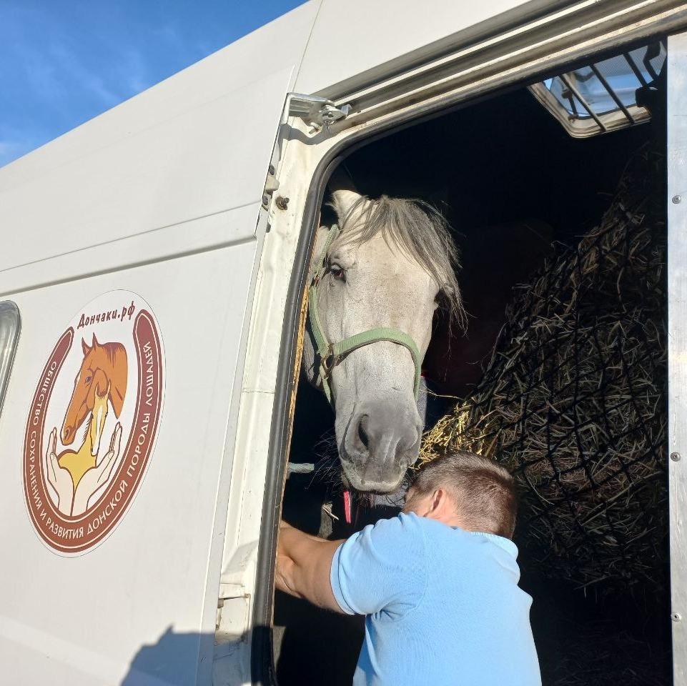 Мариупольский конь Конкурент добрался до Ленинградской области
