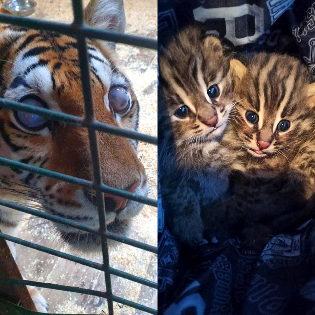 Слепая тигрица и дикие котята: истории спасения брошенных животных