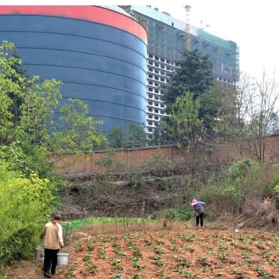 «Живут лучше, чем люди»: В Китае построили самую высокую многоэтажку для свиней