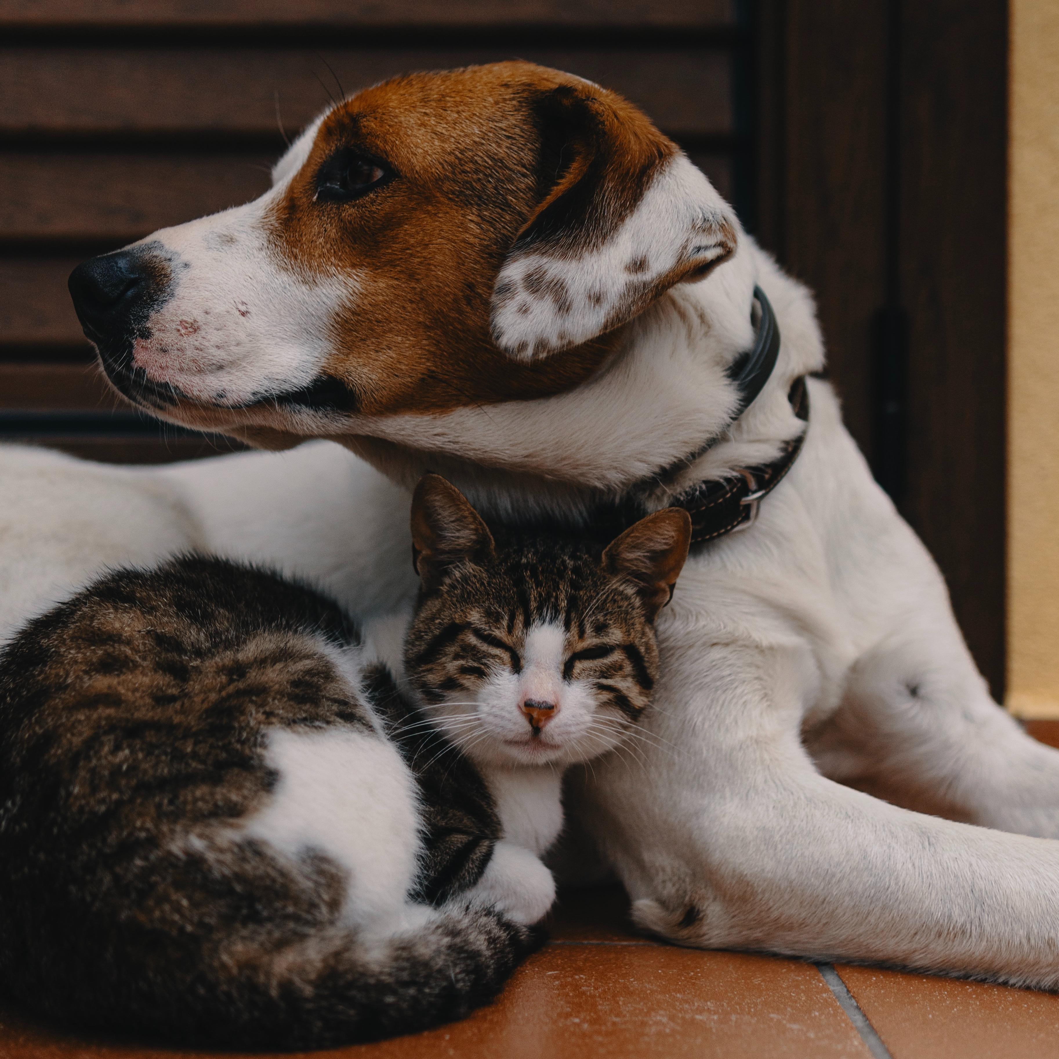 Фонд «Собаки, которые любят» раздаст котов на благотворительной выставке