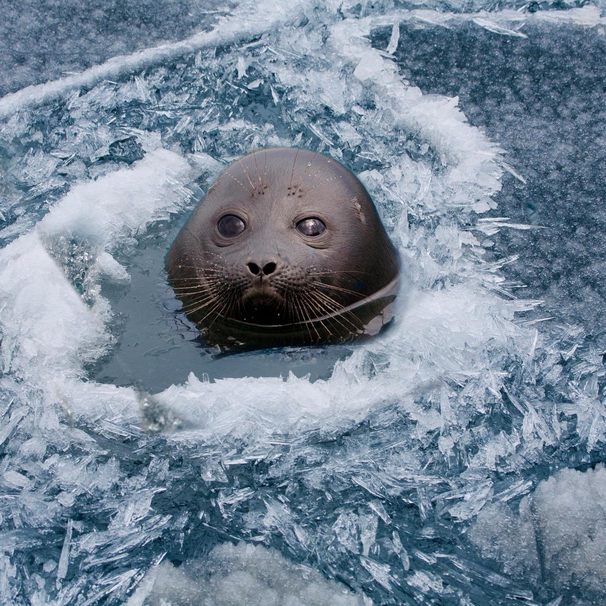 «Везли на санях 80-килограммового детёныша»: на Сахалине спасли тюленя, который пролежал на берегу три дня
