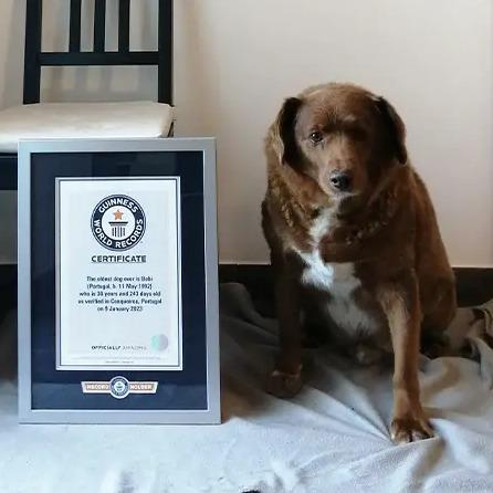 Книгу рекордов Гиннесса пополнил пёс-долгожитель из Португалии