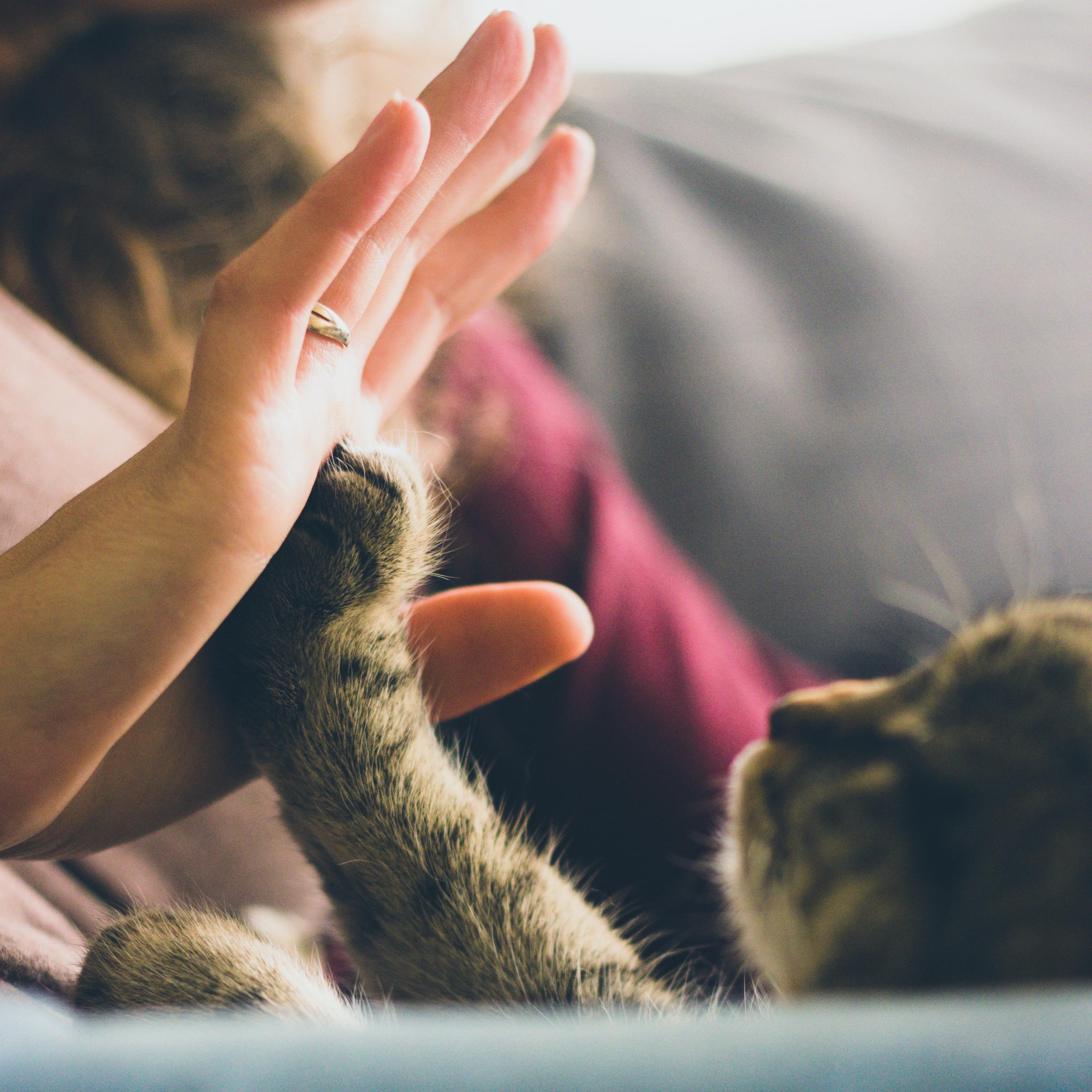 Мурчание как источник жизни: трогательные истории ко Дню кошек