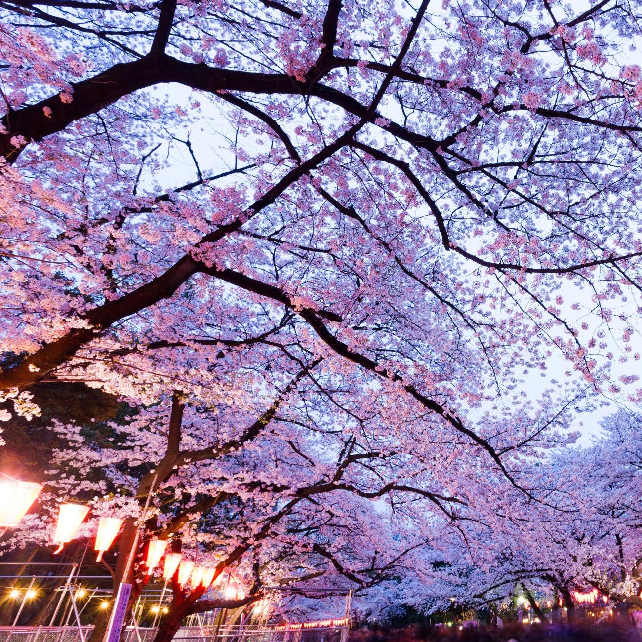 27 марта: смотрим самые эффектные театральные постановки и наслаждаемся цветением сакуры