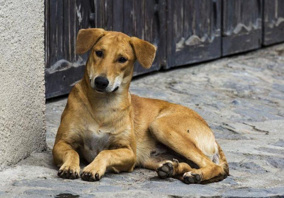 В Госдуме хотят разрешить усыплять бездомных собак