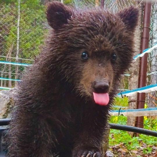 На Алтае спасли медвежонка, потерявшего маму