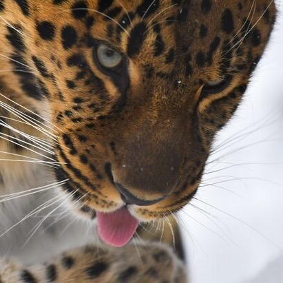 Дальневосточный леопард впервые оказался на воле после долгой реабилитации
