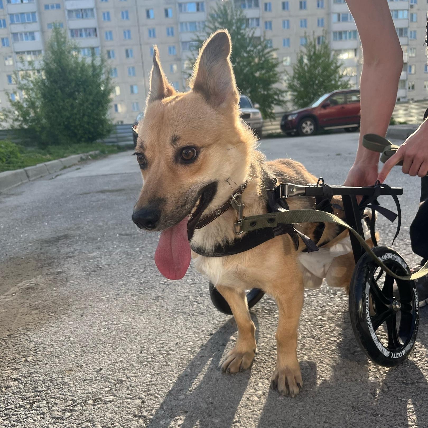 «Ножки для Хлои доставлены»: новосибирские волонтёры купили инвалидную коляску для собаки