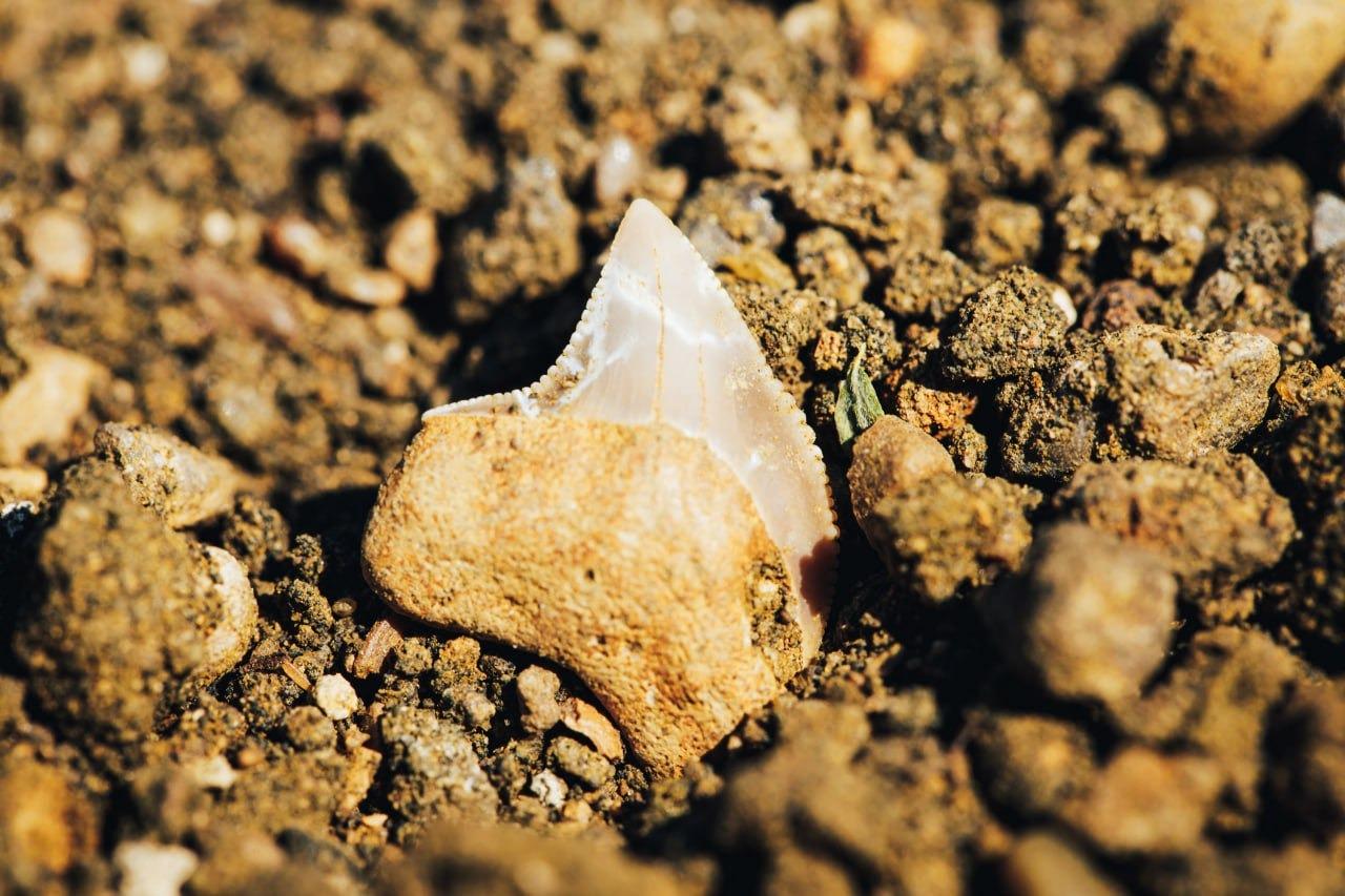 Волонтёры нашли останки древних ящеров и рыб в Оренбуржье