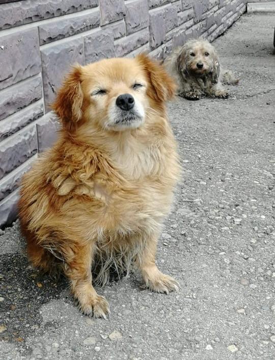 «Выбегали в трусах и халате, но с собакой»: из-за тайфуна в Приморье волонтёры снимали животных с крыш
