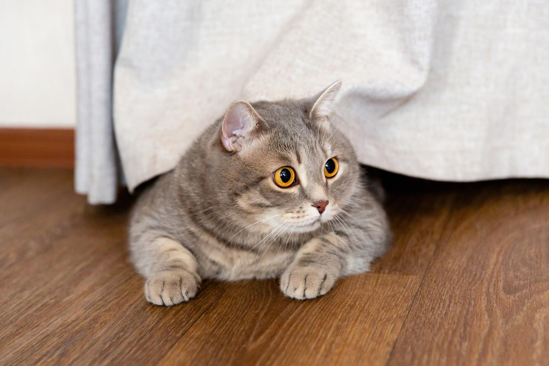 «Человек кошке – друг?»: как ужиться в квартире с пакостником и реально ли перевоспитать питомца