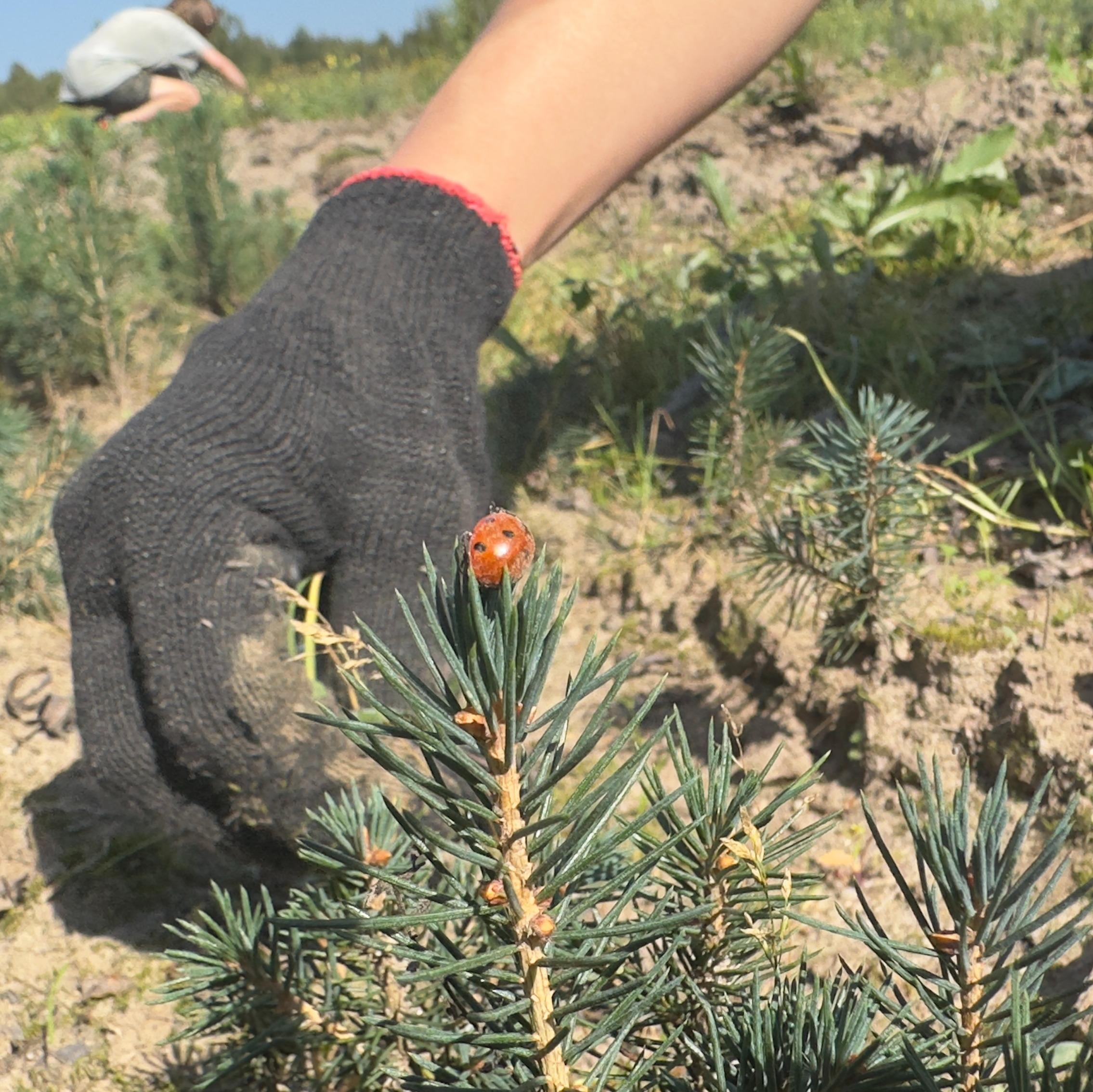 «Берегите природу»: новые ели на лесных пожарищах  – кто и зачем восстанавливает «лёгкие» России