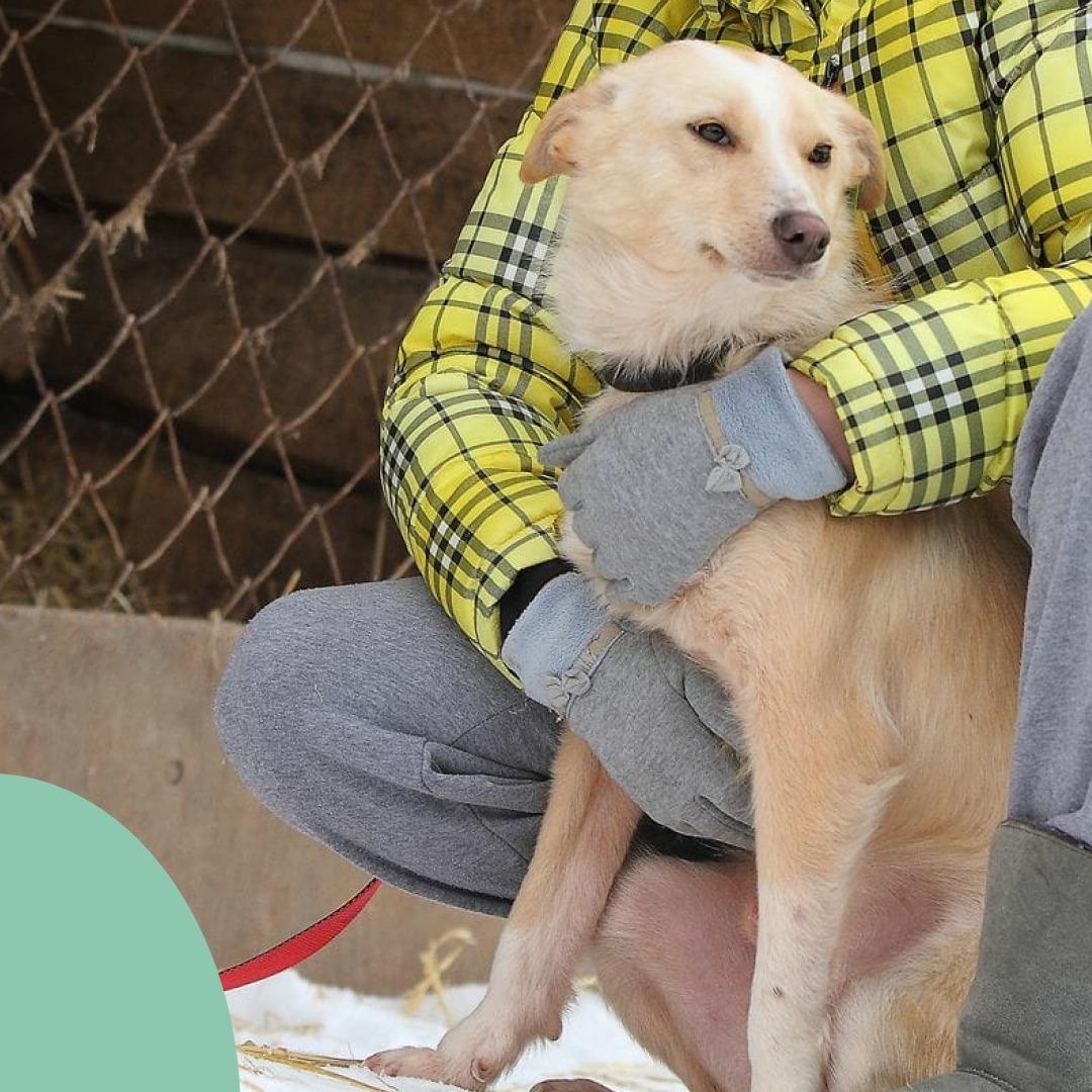 Волонтёры просят взять собак из закрывшегося приюта в Иркутске