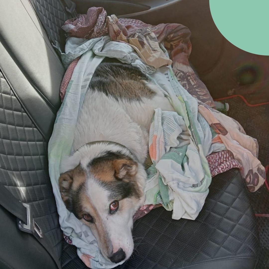 Екатеринбурженка спасла искалеченную собаку, умиравшую на глазах у прохожих
