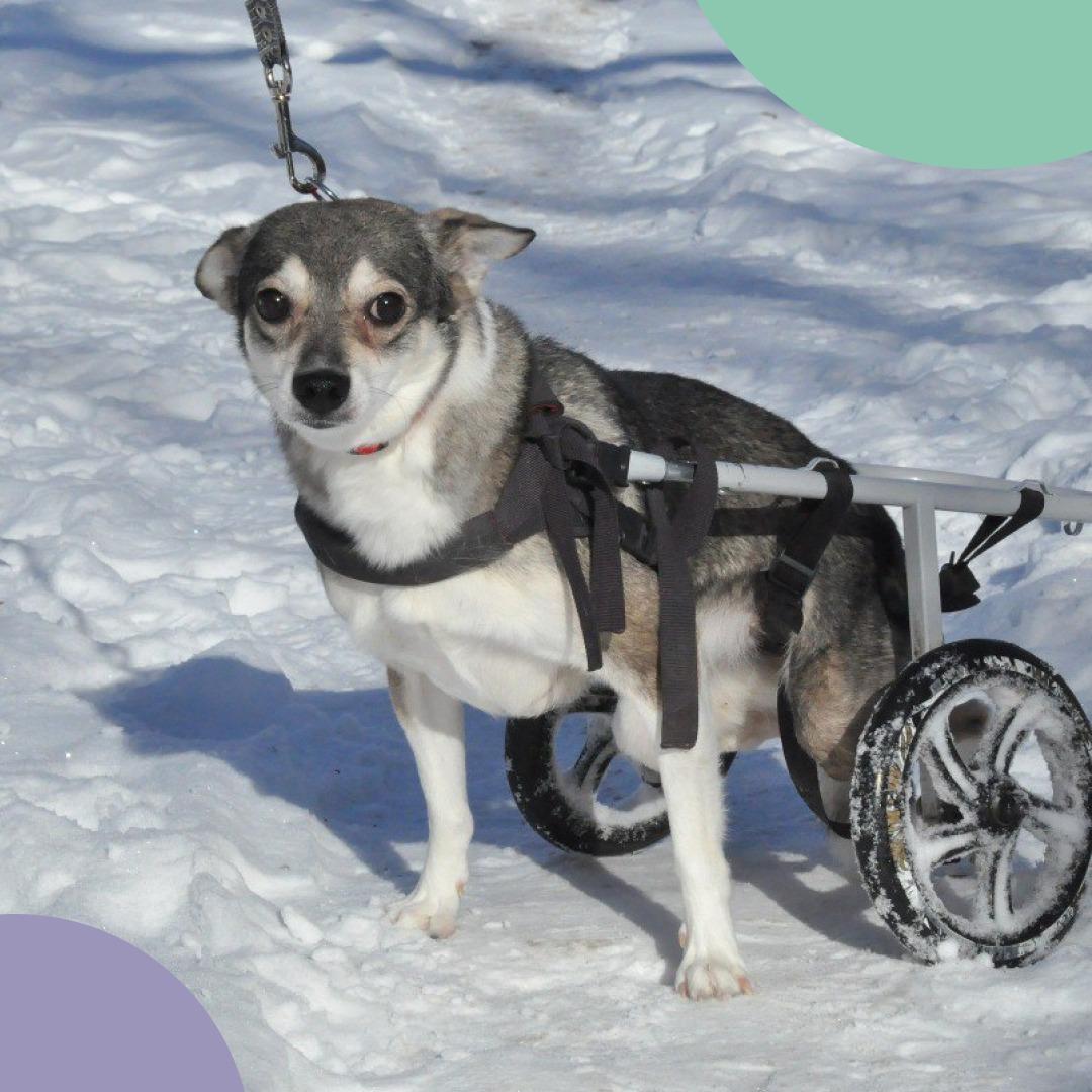 Семья из Подмосковья бесплатно делает инвалидные коляски для животных