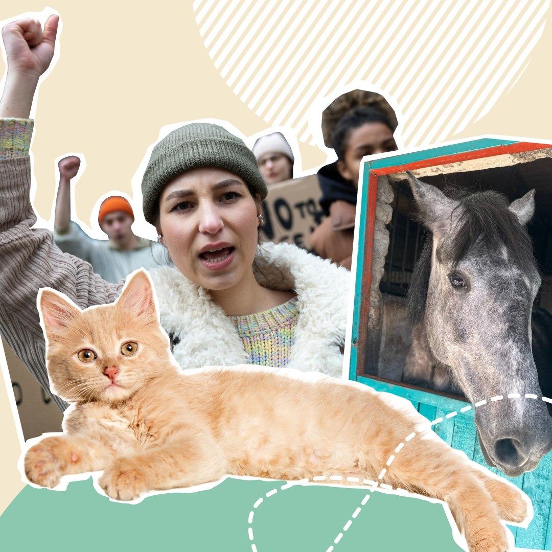 1 марта – День борьбы с дискриминацией, защиты лошадей и иммунитета