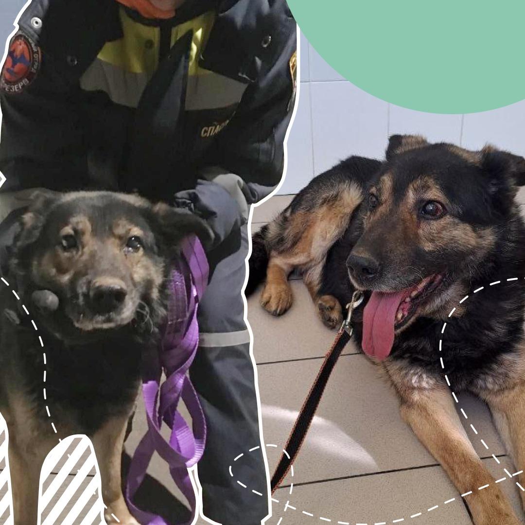 Он готовился умирать: волонтёры спасли замерзавшего пса в Москве