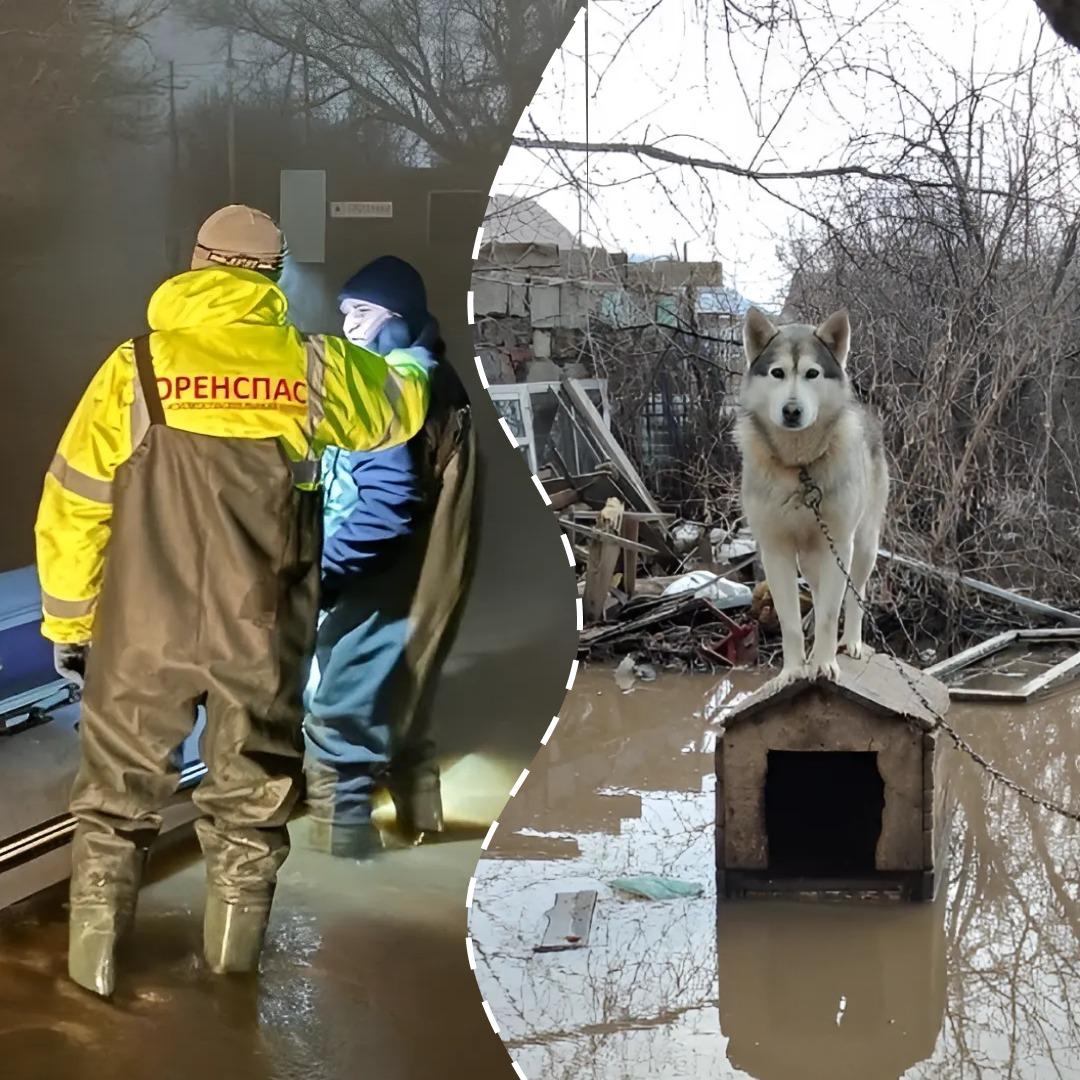 В Оренбуржье волонтёры спасают людей и животных от затоплений