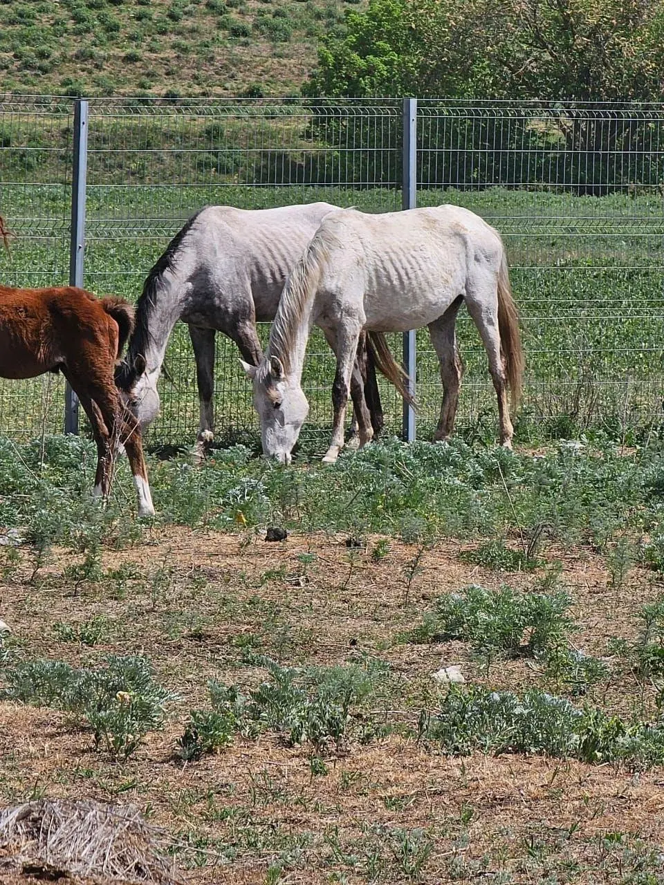 Полсотни лошадей умерли от голода на Ставрополье: в СК возбудили уголовное дело